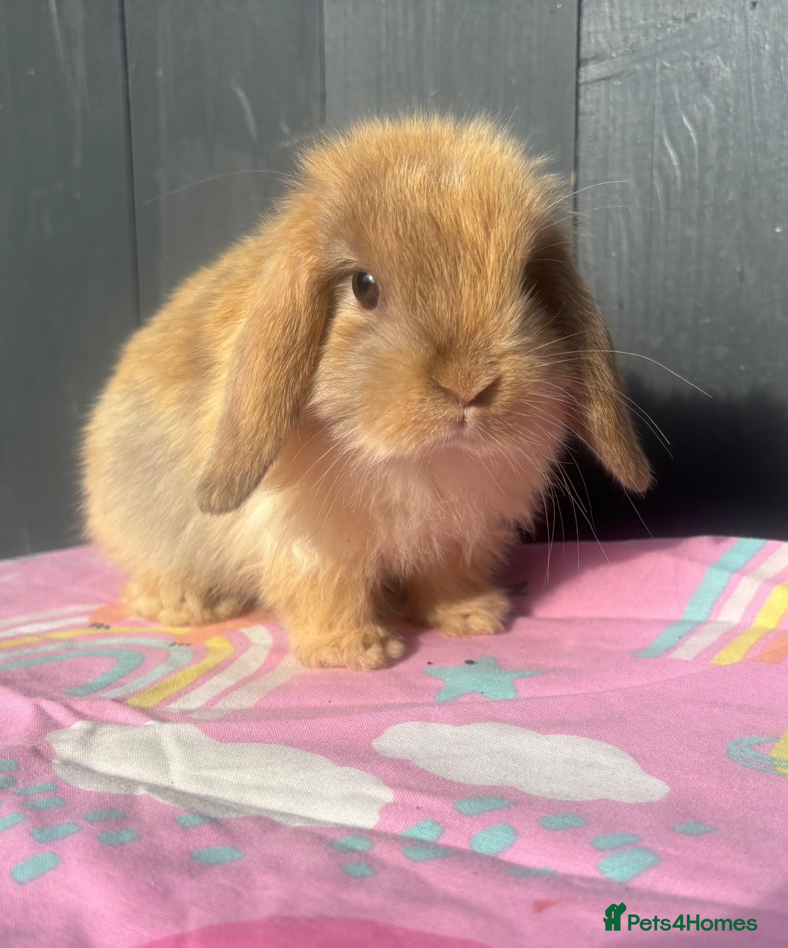 Mini Lop rabbits for sale: Pure bred pedigreed baby mini lops  - Advert 1