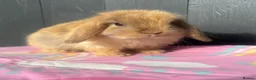 Mini Lop rabbits for sale: Pure bred pedigreed baby mini lops  - Advert 1