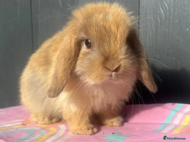 Mini Lop rabbits for sale: Pure bred pedigreed baby mini lops - Advert 1