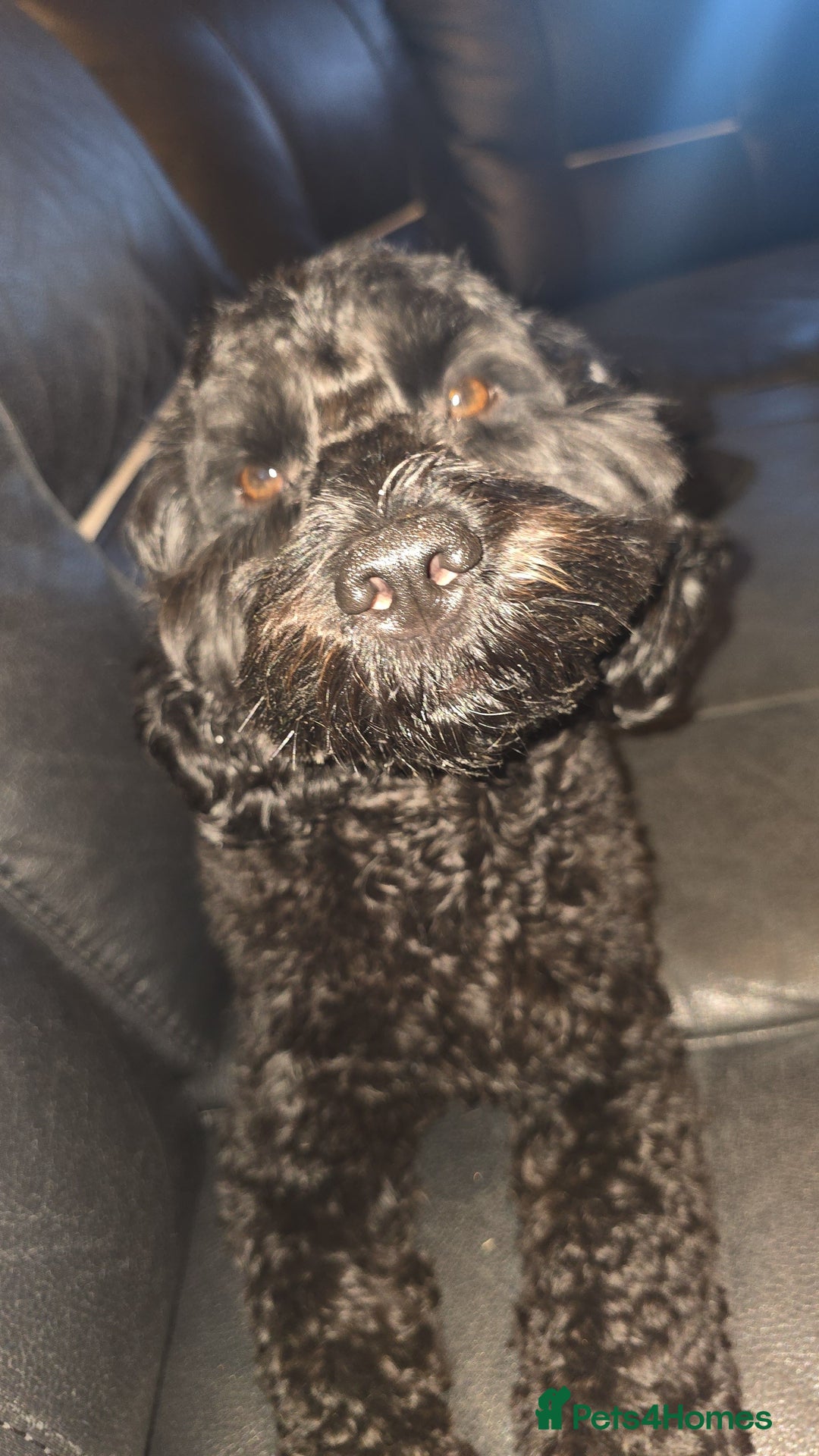 Mixed Breed dogs for stud: F2 Male Cockapoo for Stud.   - Advert 2