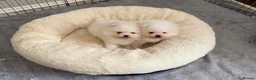 Pomeranian dogs for sale: Snow White Pomeranian Puppies  - Advert 15