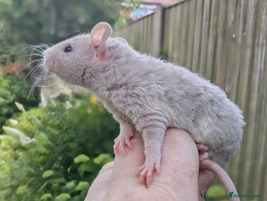 Rat rodents for sale: Fancy,Dumbo,Siamese and Rex Rats For Sale - Image 5