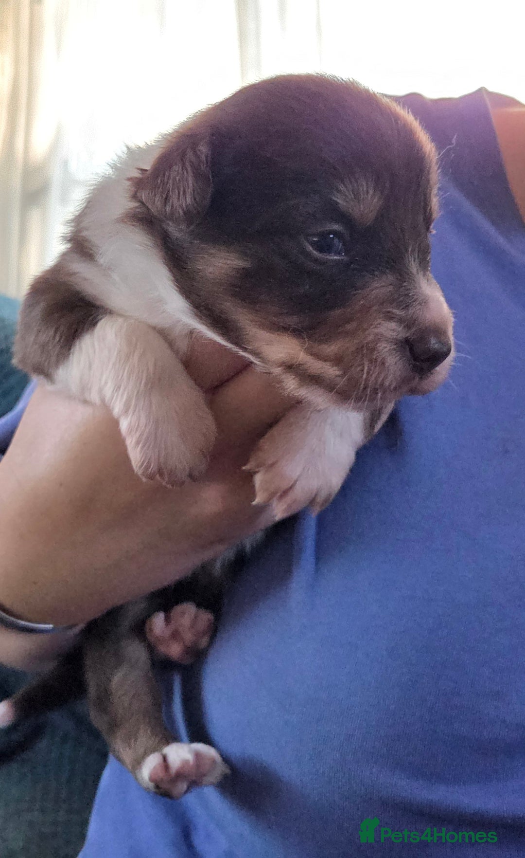 Border Collie dogs for sale: Stunning border collie puppies  - Image 5