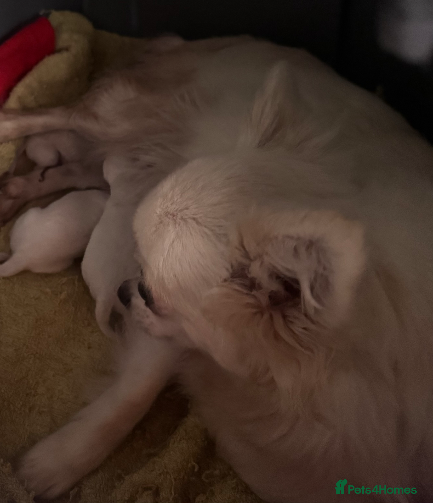 Chihuahua dogs Amazing puppys in hull - Advert 6