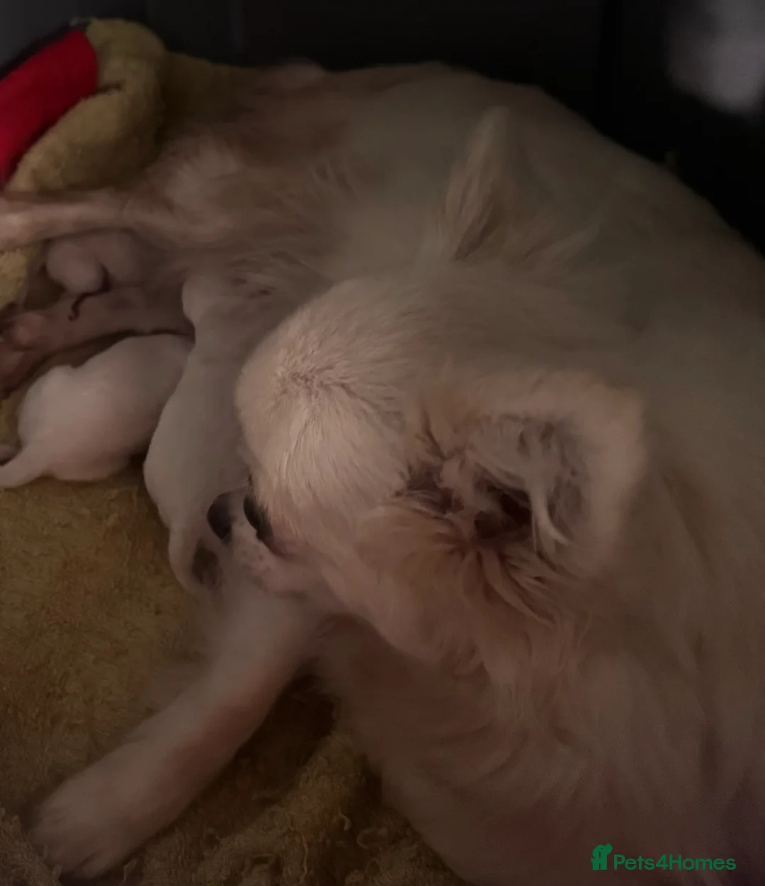 Chihuahua dogs for sale: Amazing puppys in hull - Advert 1
