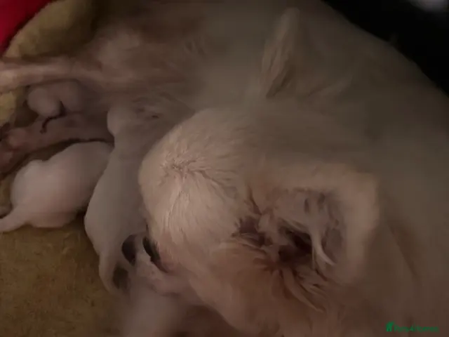 Chihuahua dogs for sale: Amazing puppies in hull - Advert 16