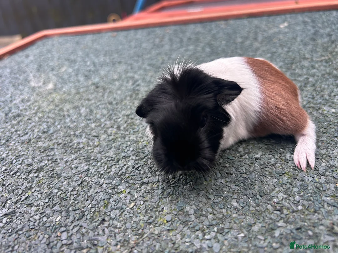 Guinea Pig rodents for sale: Beautiful long haired guinea pigs to reserve  - Advert 16