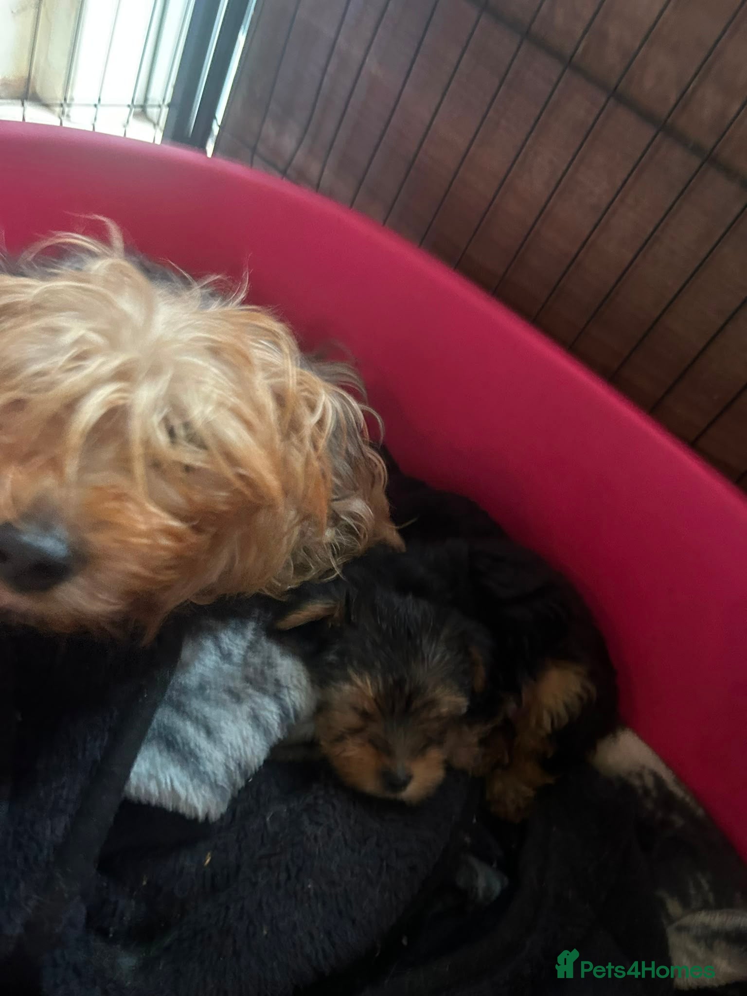 Yorkshire Terrier dogs Pedigree Yorkshire terrier pups - Advert 2
