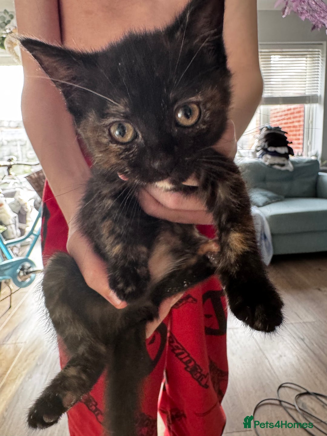 Mixed Breed cats for sale: Beautiful kitten ready now - Advert 2