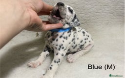 Dalmatian dogs for sale: Stunning KC dalmation puppies for sale! - Image 5