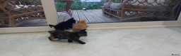 Mixed Breed cats for sale: Adorable Playful Kittens Looking for Home 🐾 - Advert 18