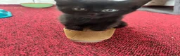 Mixed Breed cats for sale: Gorgeous kittens for sale - Advert 3