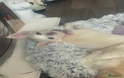Chihuahua dogs for sale: Gorgeous Female Cream & White chihuahua Puppy.  - Image 1