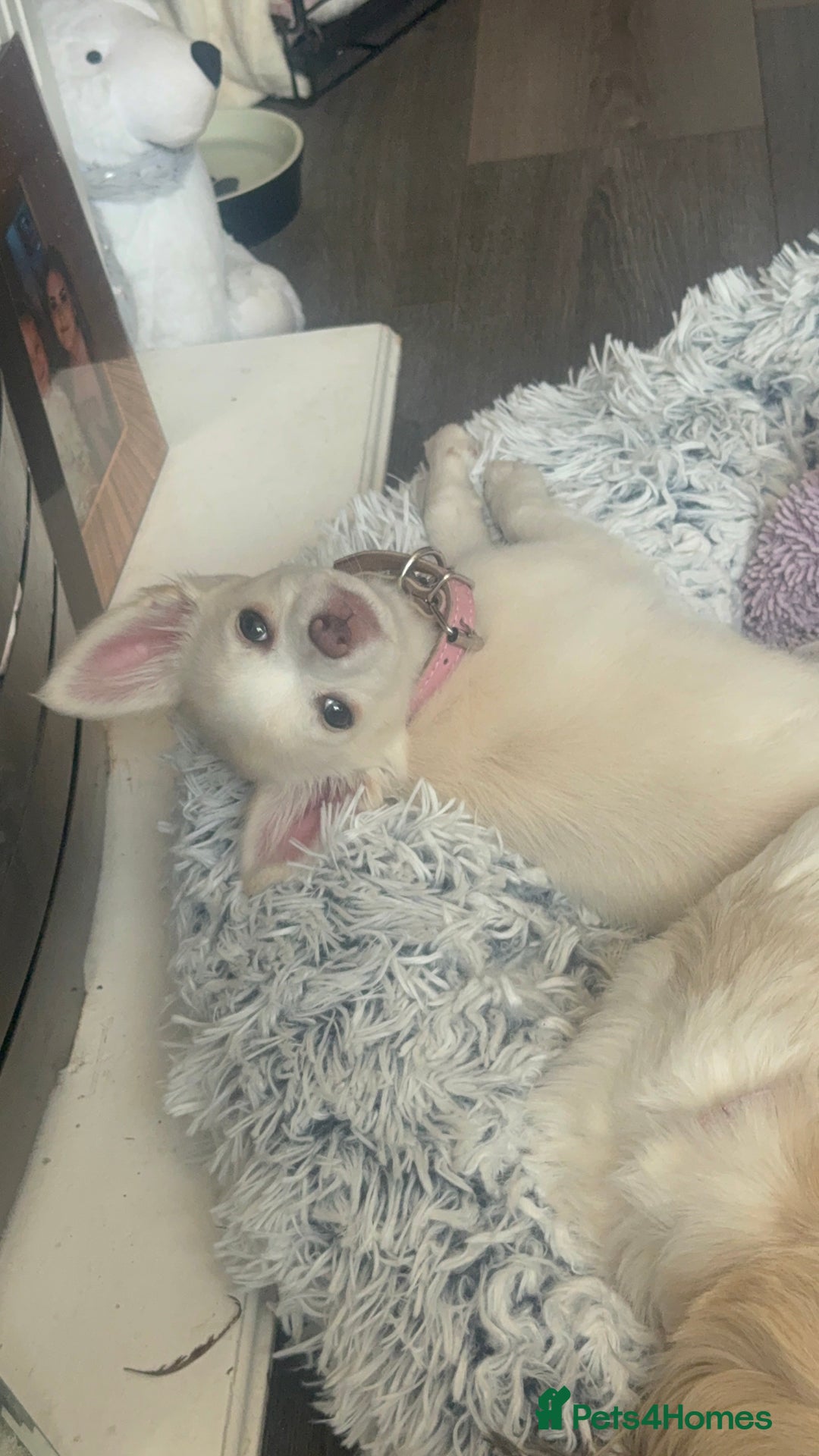 Chihuahua dogs for sale: Gorgeous Female Cream & White chihuahua Puppy.  - Image 1