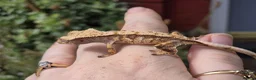 Gecko reptiles for sale: Various crested geckos - Advert 13