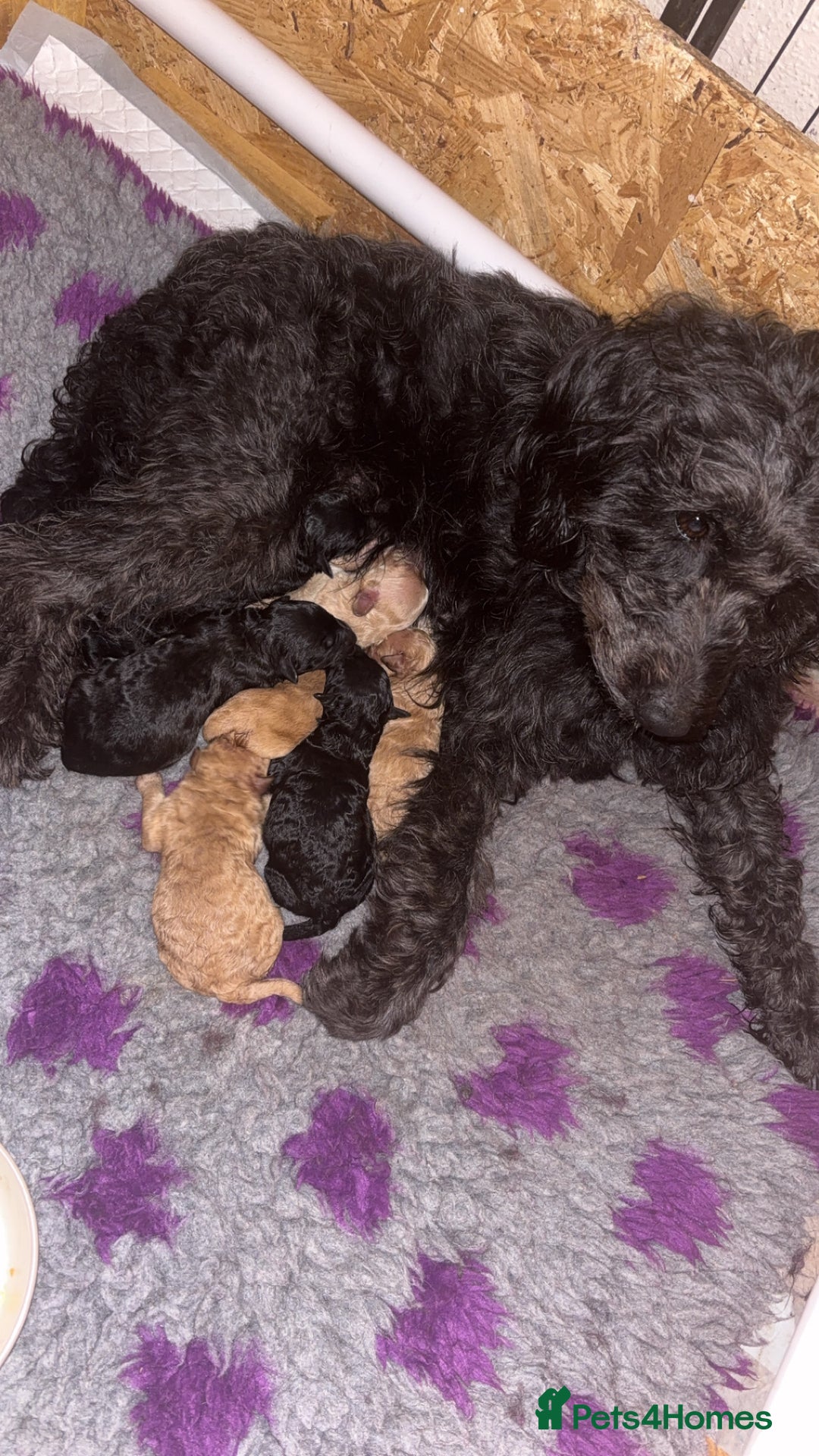 Bordoodle dogs for sale: Beautiful Bordoodle Puppies  - Advert 7