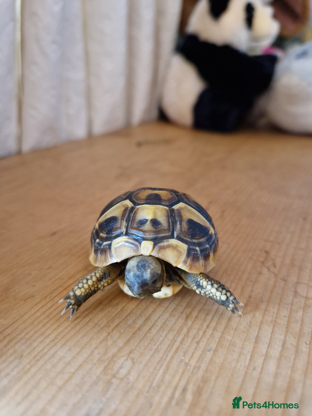 Hermann Tortoise reptiles for sale: Hermanns Tortoises - Advert 4