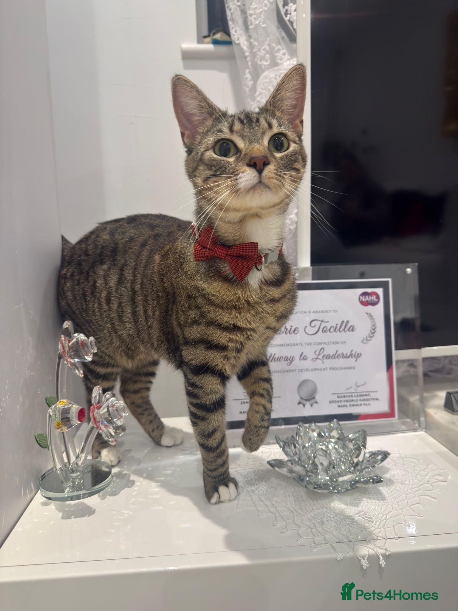 Mixed Breed cats Tiger  - Advert 1