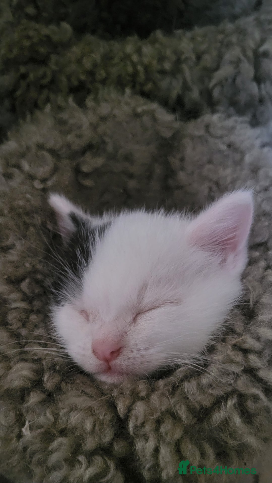 Mixed Breed cats for sale: Domestic Shorthair x Turkish Van  - Advert 8