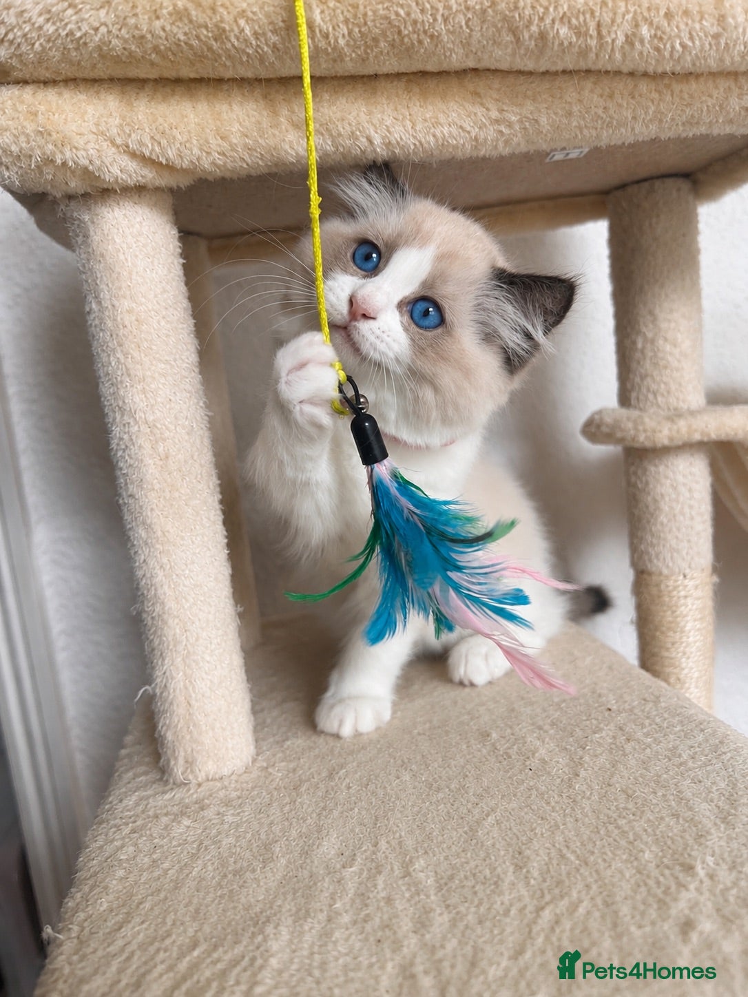 Ragdoll cats Ready 31/8 after full vaccinations & chip. - Advert 8