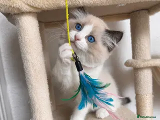 Ragdoll cats Ready 31/8 after full vaccinations & chip. - Advert 8