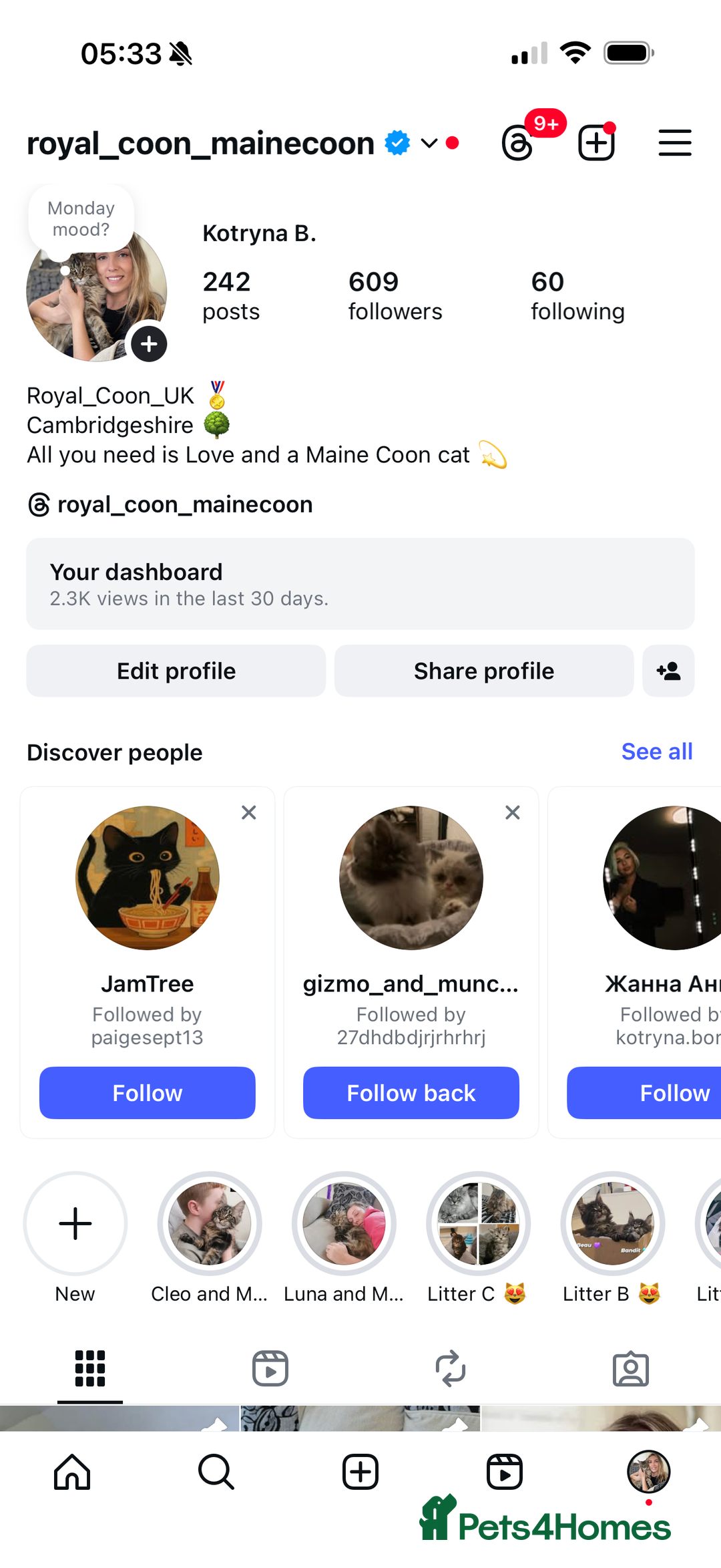 Maine Coon cats for sale: Maine Coon kittens World Champion bloodline ❤️ - Image 8