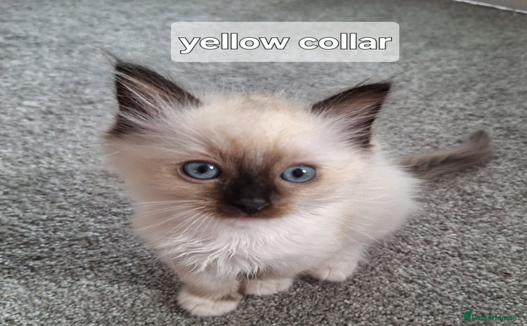 Ragdoll cats - Advert 4