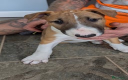 Bull Terrier dogs for sale: Female KC English bull terrier  - Image 2