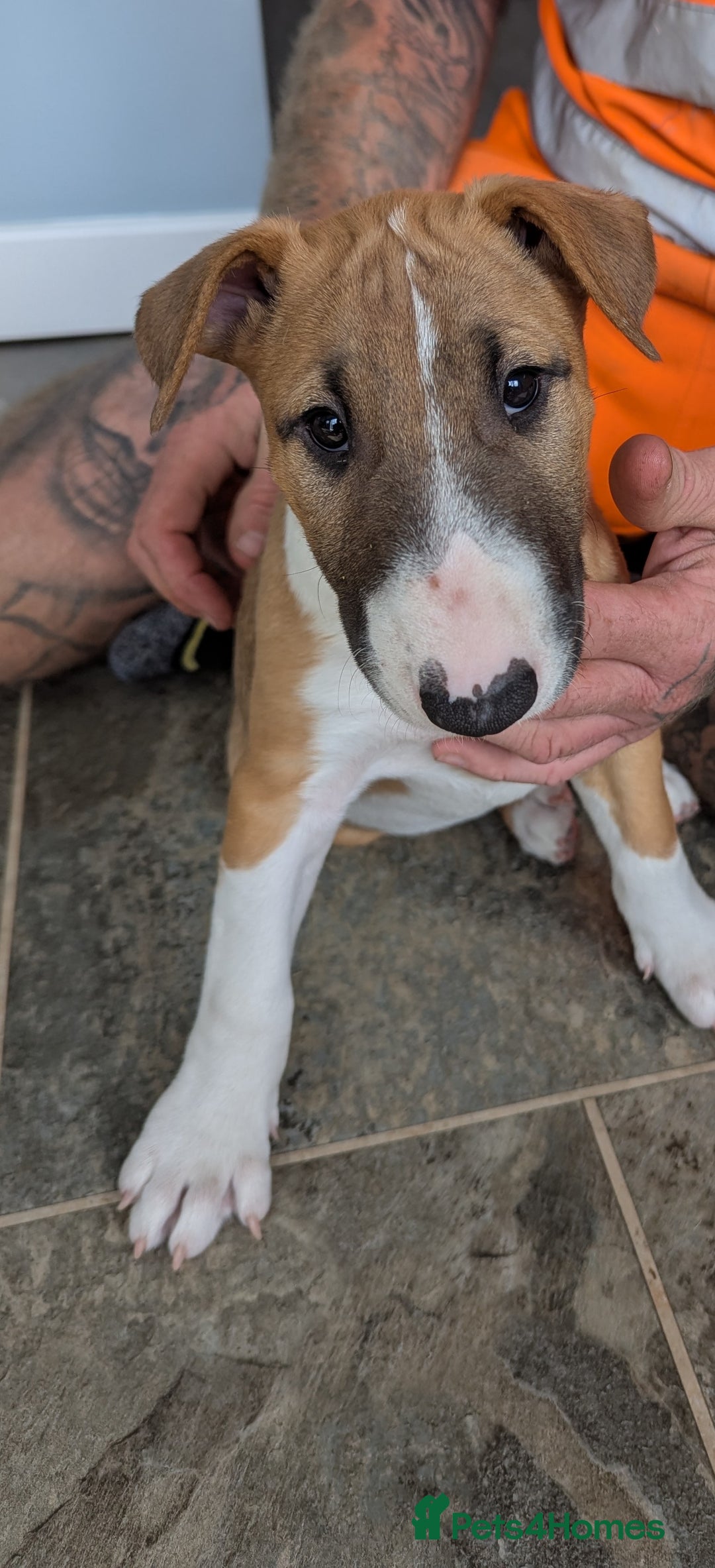 Bull Terrier dogs for sale: Female KC English bull terrier  - Image 2