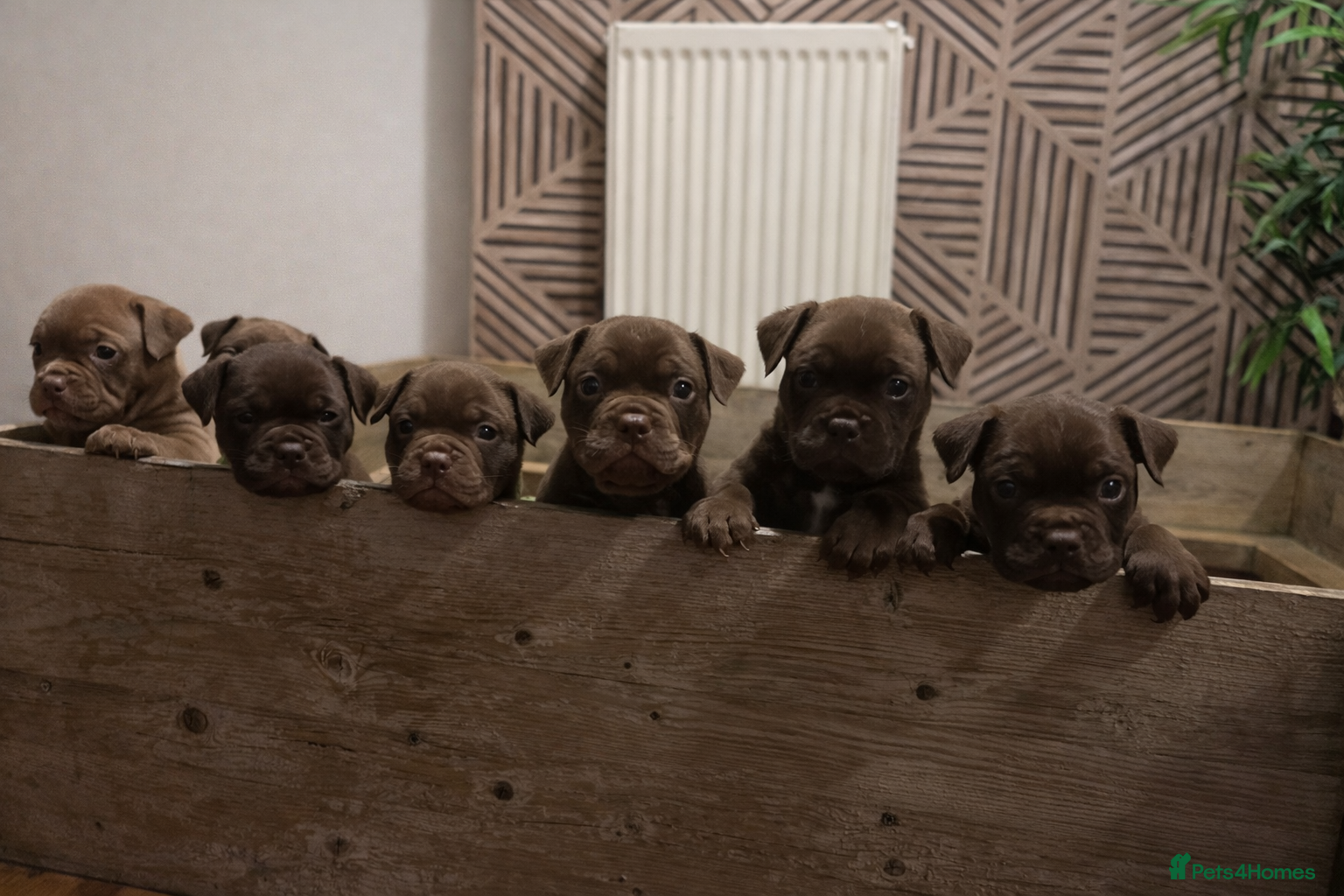 Olde English Bulldogge dogs Beautiful Olde English bulldogge puppies for sale  - Advert 11