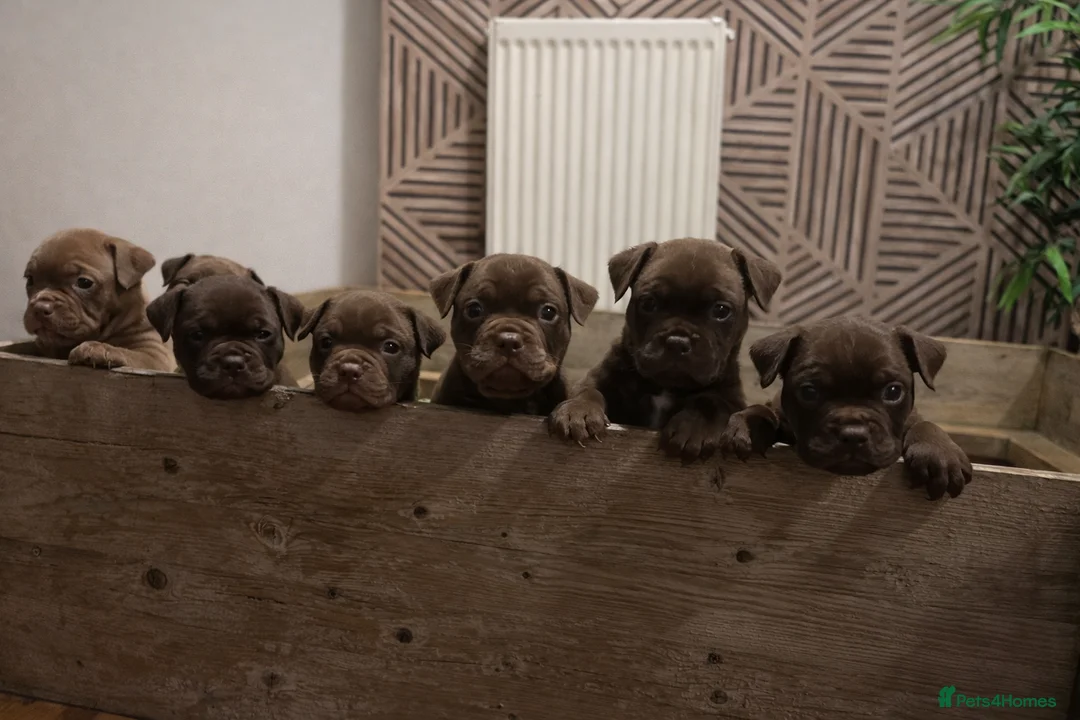 Olde English Bulldogge dogs for sale: READY TO LEAVE 3 beautiful Olde English Bulldogges - Advert 1