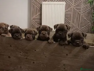 Olde English Bulldogge dogs Beautiful Olde English bulldogge puppies for sale - Advert 11
