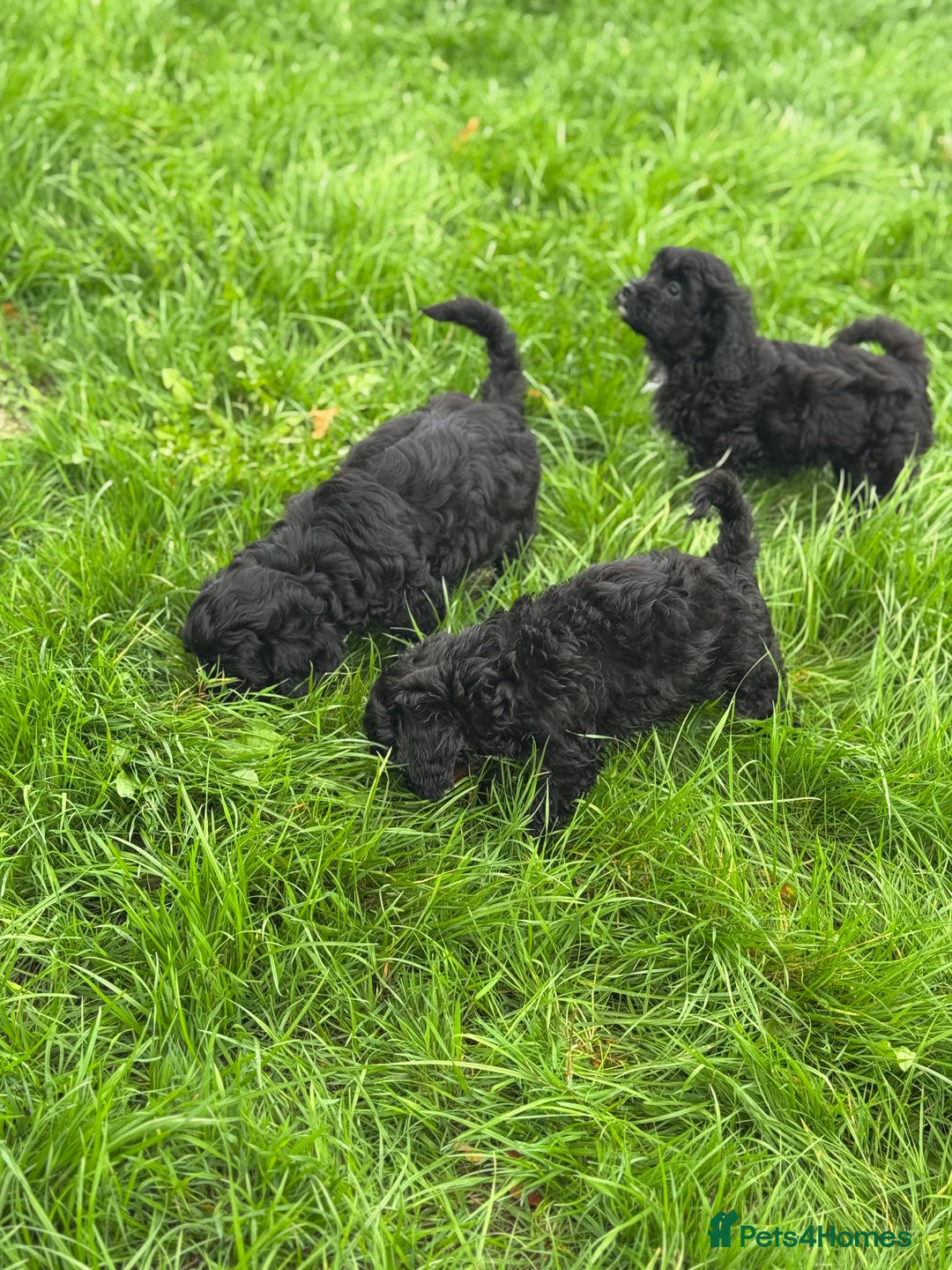 Cavapoo dogs for sale: Cavapoo F1 pups health tested parents  - Image 11