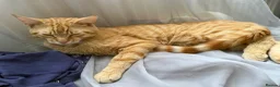 British Shorthair cats for sale: Male Ginger Cat for Sale, 1.5 Years in Southend-on-Sea - Advert 3