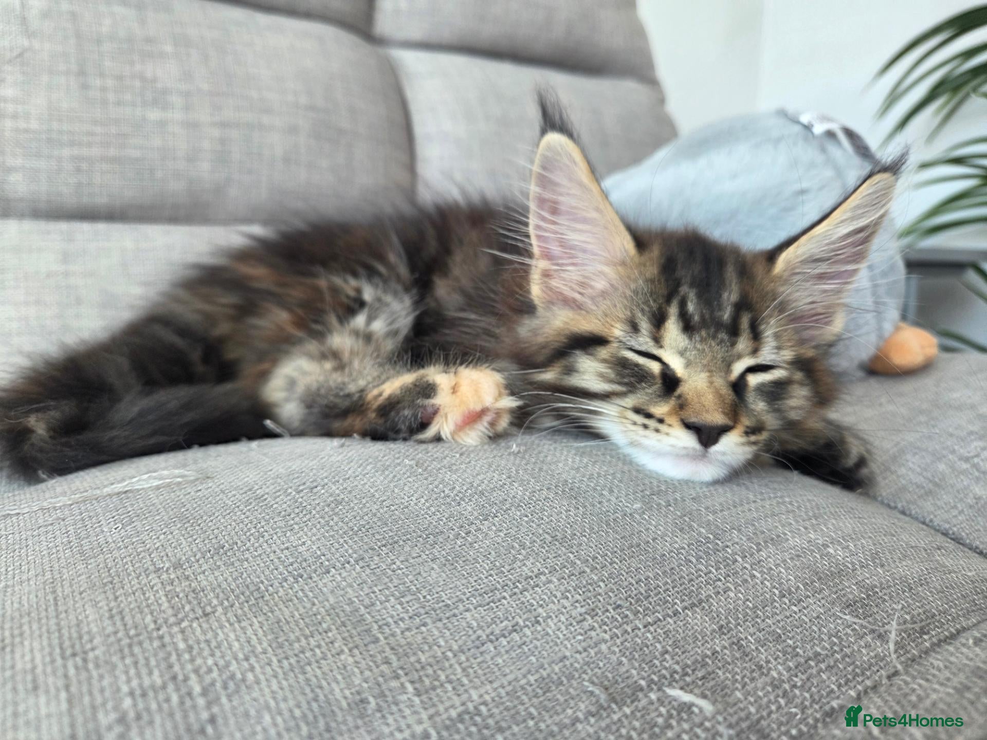 Maine Coon cats 🌟 1 Stunning Torbie girl left 🌟 TICA reg'd🌟 - Advert 18