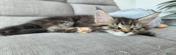 Maine Coon cats for sale: 🌟 1 Stunning Torbie girl left 🌟 TICA reg'd🌟 - Advert 6