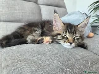 Maine Coon cats 🌟 1 Stunning Torbie girl left 🌟 TICA reg'd🌟 - Advert 1