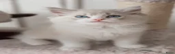 Ragdoll cats for sale: READY NOW Bicolour Lynx Ragdoll kittens - Advert 22