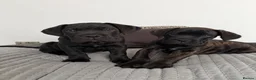 Cane Corso dogs for sale: *Ready Now* Last Girl Champion Bloodline  - Advert 6
