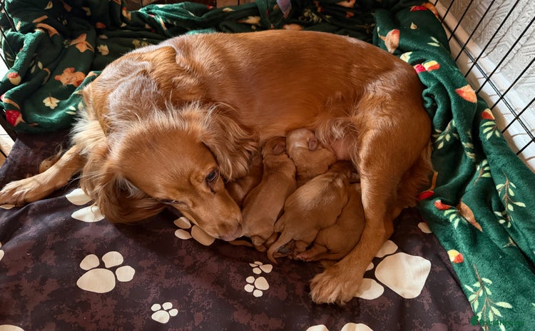 Cocker Spaniel dogs - Advert 9
