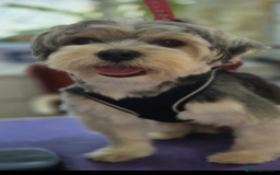 Havanese dogs for sale: Havanese - Image 1