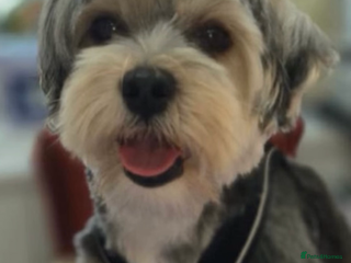 Havanese dogs - Advert 1