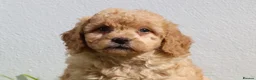 Cockapoo dogs for sale: Beautiful Cockapoo puppies for sale  in Llanelli - Advert 11