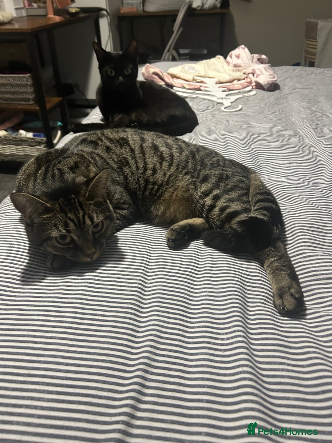 British Shorthair cats for sale: 2 cats for sale - Image 2