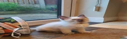 Ragdoll cats for sale: 💕Beautiful GCCF Registered Ragdoll Kittens. - Advert 9