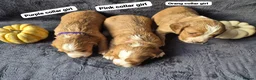 Cocker Spaniel dogs for sale: Beautiful working cocker spaniel puppies in Worcester - Advert 1