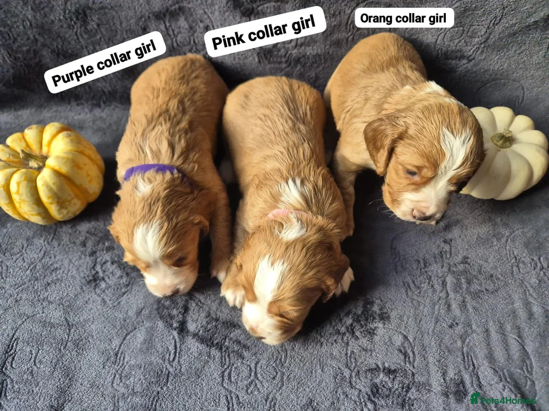Cocker Spaniel dogs for sale: Beautiful working cocker spaniel puppies in Worcester - Advert 1