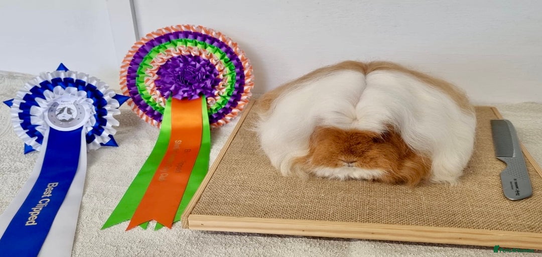 Gallery Image {{count}}