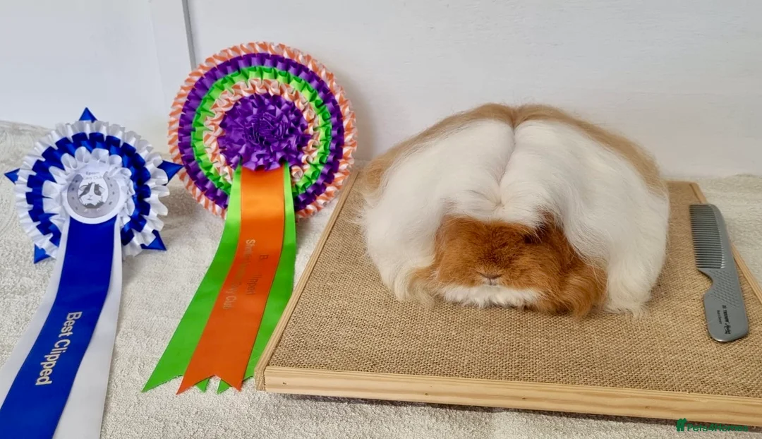 Gallery Image {{count}}