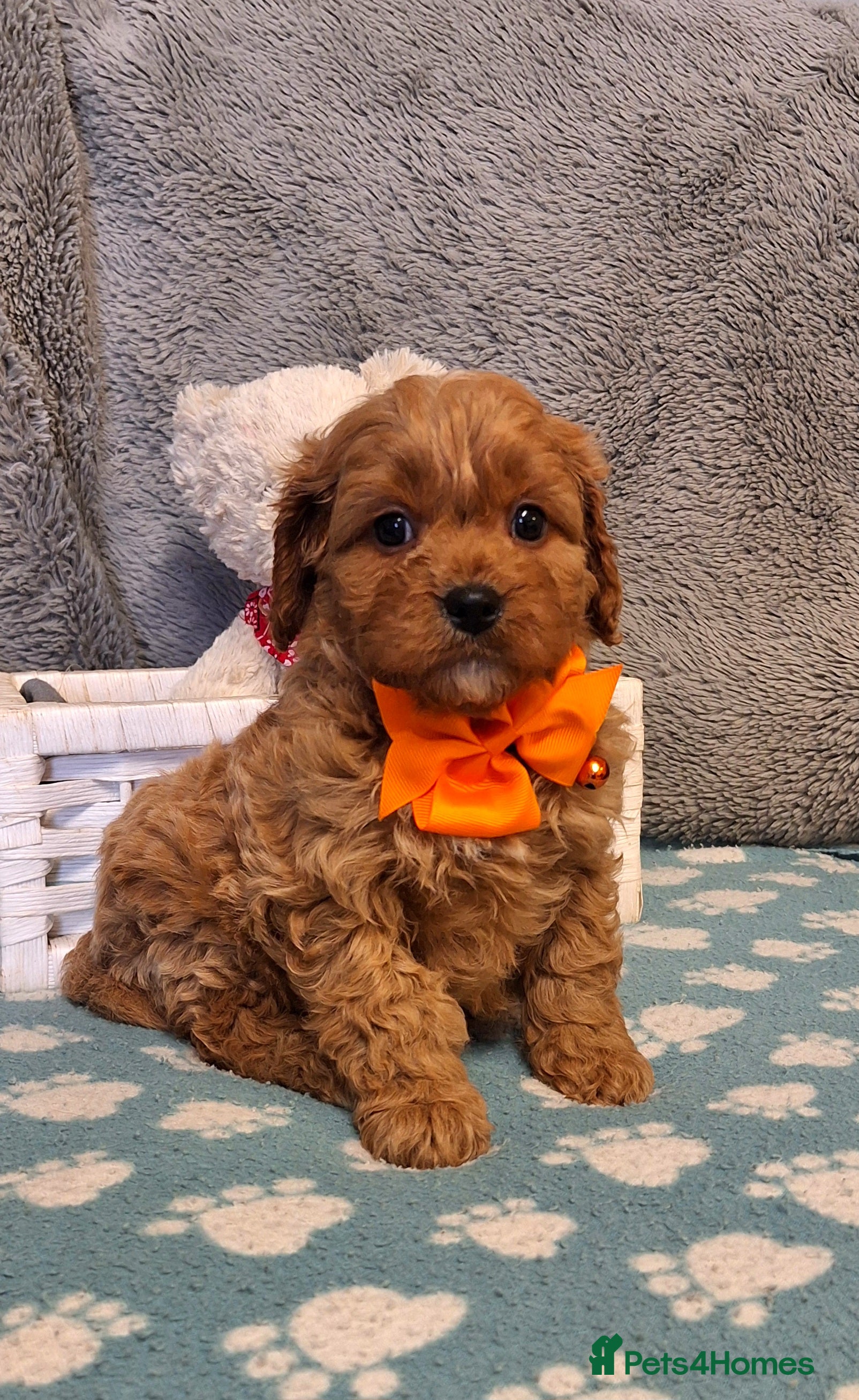 Cavapoo dogs Gorgeous F1 health tested Cavapoo pups - Advert 10